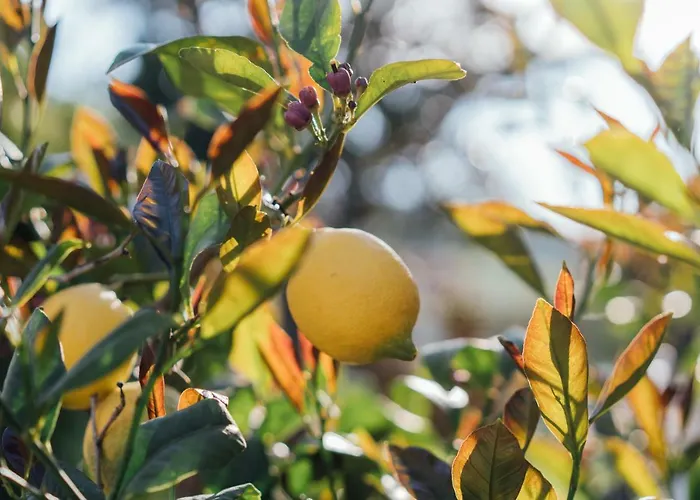 Country Club Sport アルバ・アドリアティカ